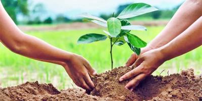 Tree Plantation Paragraph Writing নিয়ে আলোচনা, ১ম পর্ব, অষ্টম শ্রেণির ইংরেজি ১ম পত্র